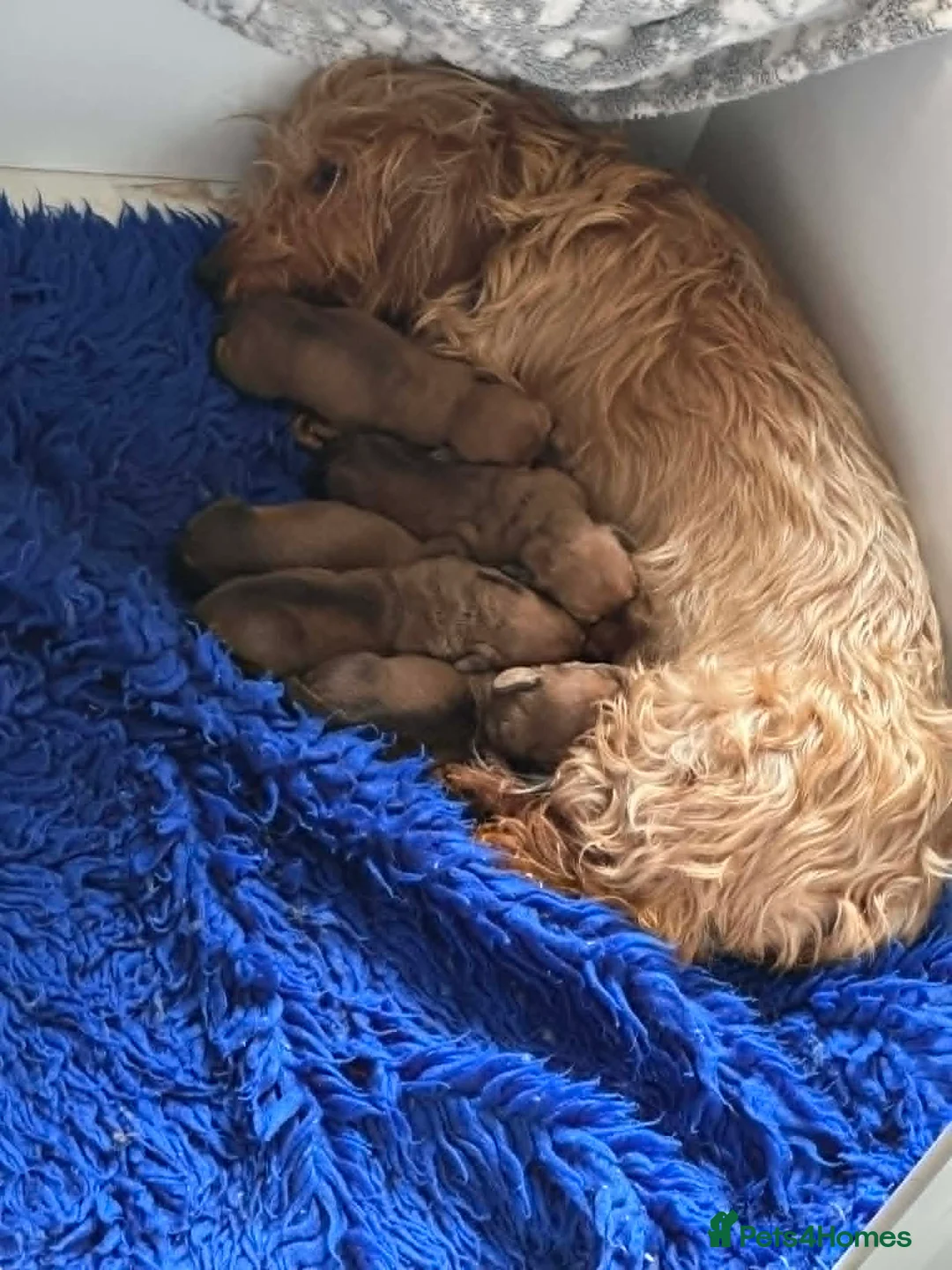 Dachshund dogs for sale: Std Wire Haired Dachshund Pups - Advert 1