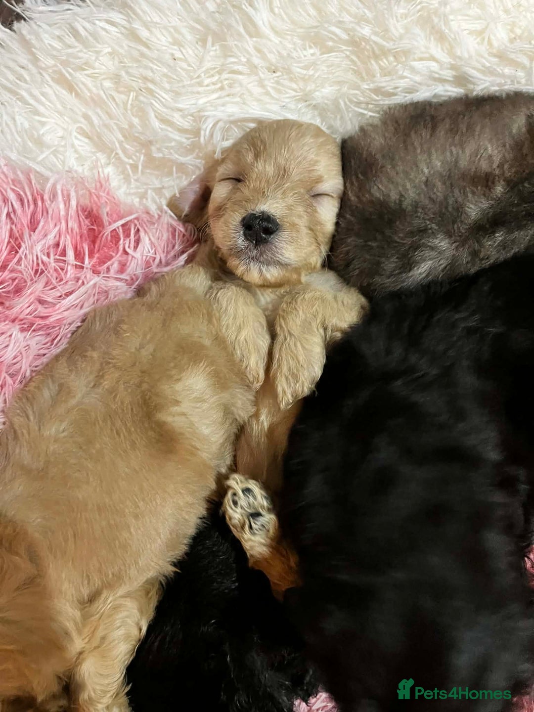 Cavapoo dogs for sale: Stunning litter of mix coloured tiny toy cavapoos - Advert 11