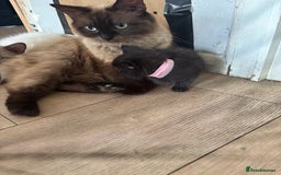 Ragdoll cats for sale: Beautiful ragdoll kittens - Image 6