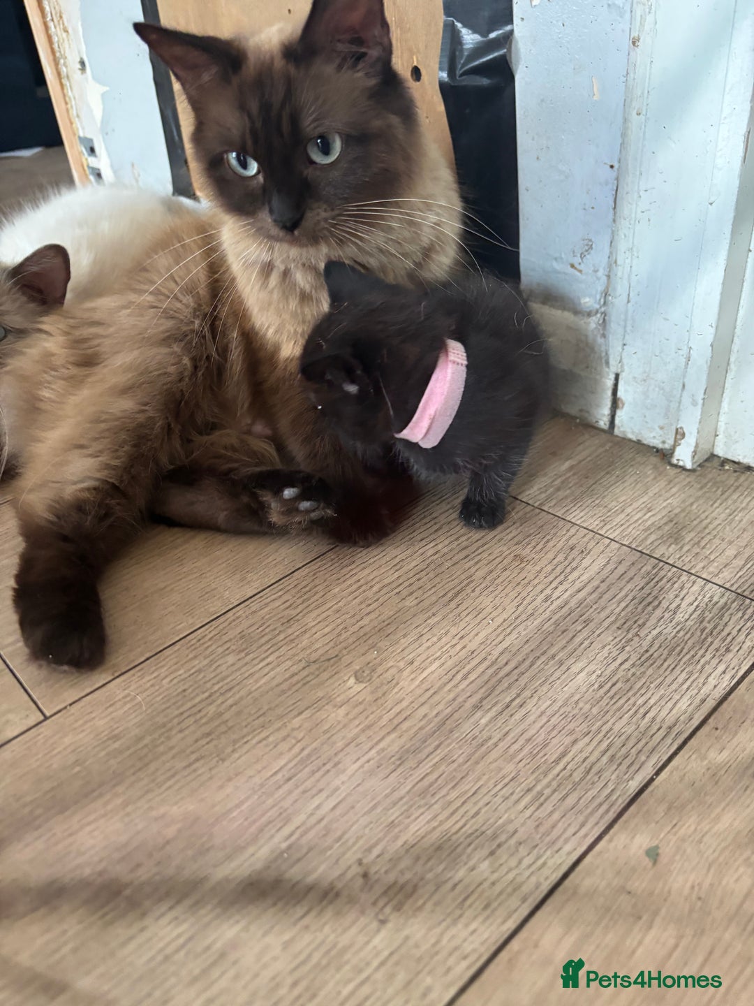 Ragdoll cats for sale: Beautiful ragdoll kittens - Image 6