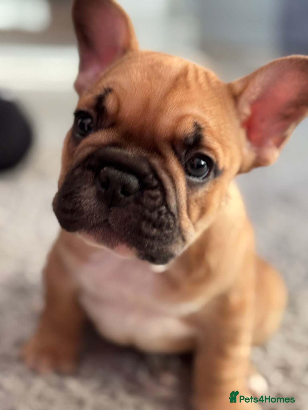 French Bulldog dogs for sale:  AMAZING PUPS  - Advert 30