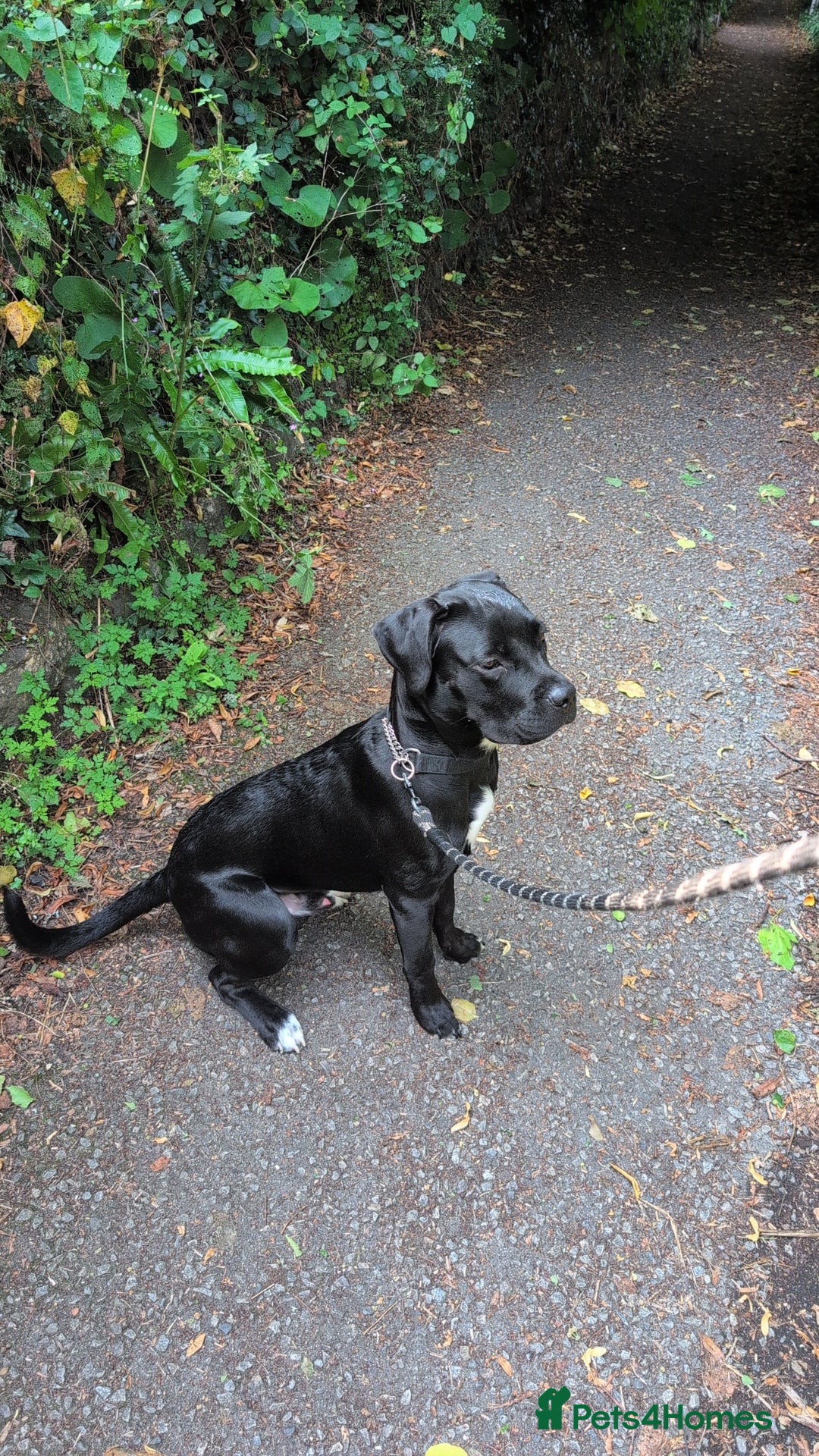 Mixed Breed dogs for sale: Needs a loving home  - Image 1