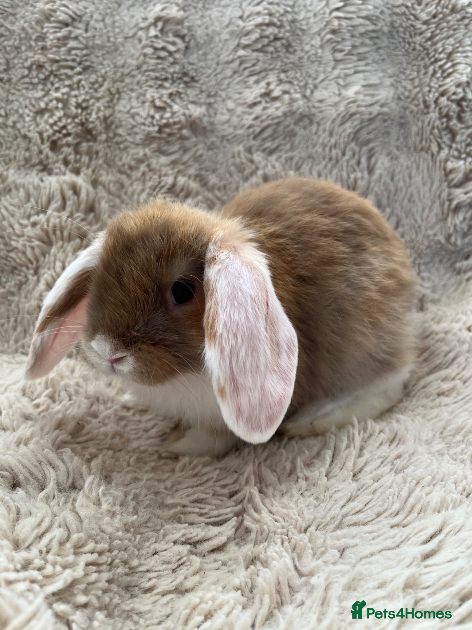 Mini Lop rabbits BOY Mini Lops Ready to Leave  - Advert 1