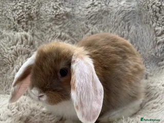 Mini Lop rabbits BOY Mini Lops Ready to Leave - Advert 1