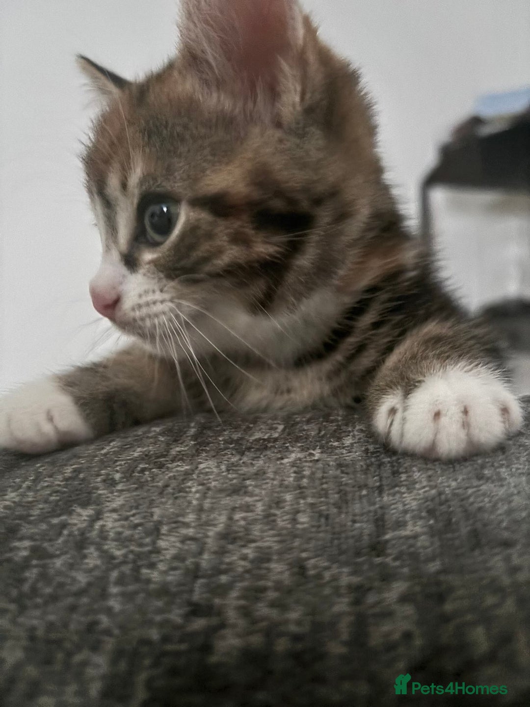 Mixed Breed cats for sale: Last girl kitten left  - Advert 1