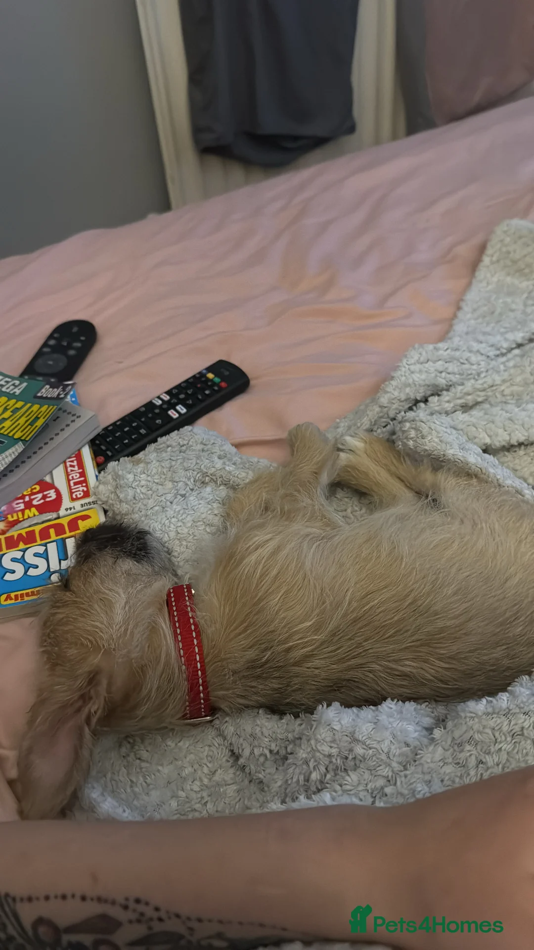 Jack Russell dogs for sale: Jack russell - Advert 6