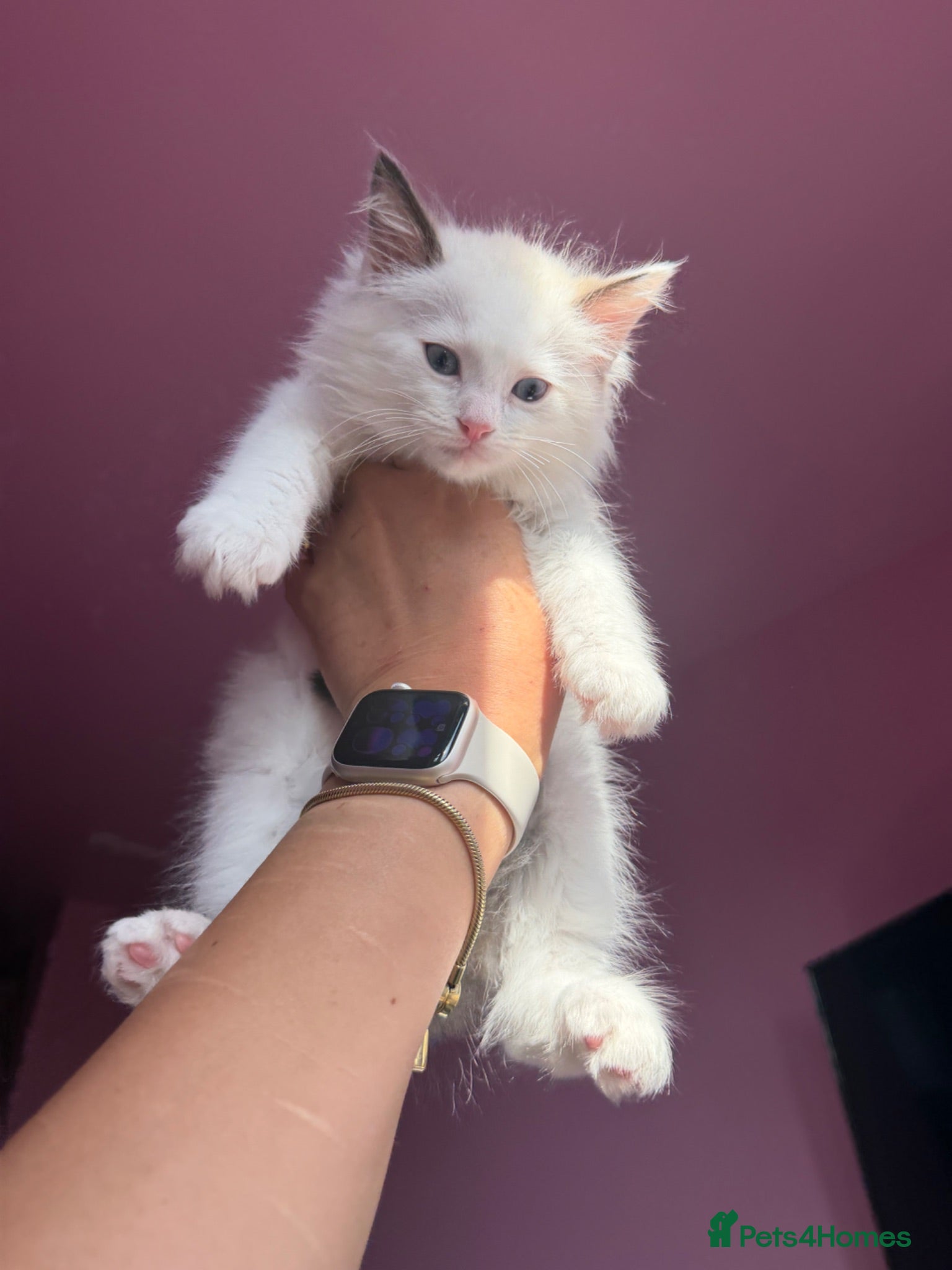 Ragdoll cats Blue Linx bi colour Ragdoll boy  - Advert 2