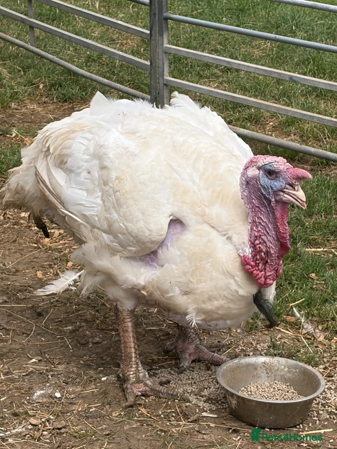 Turkeys poultry for sale: Terry the turkey  - Advert 1