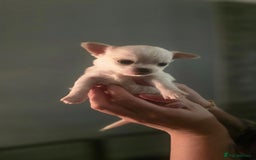 Chihuahua dogs for sale:  **  chihuahuas  - Advert 6