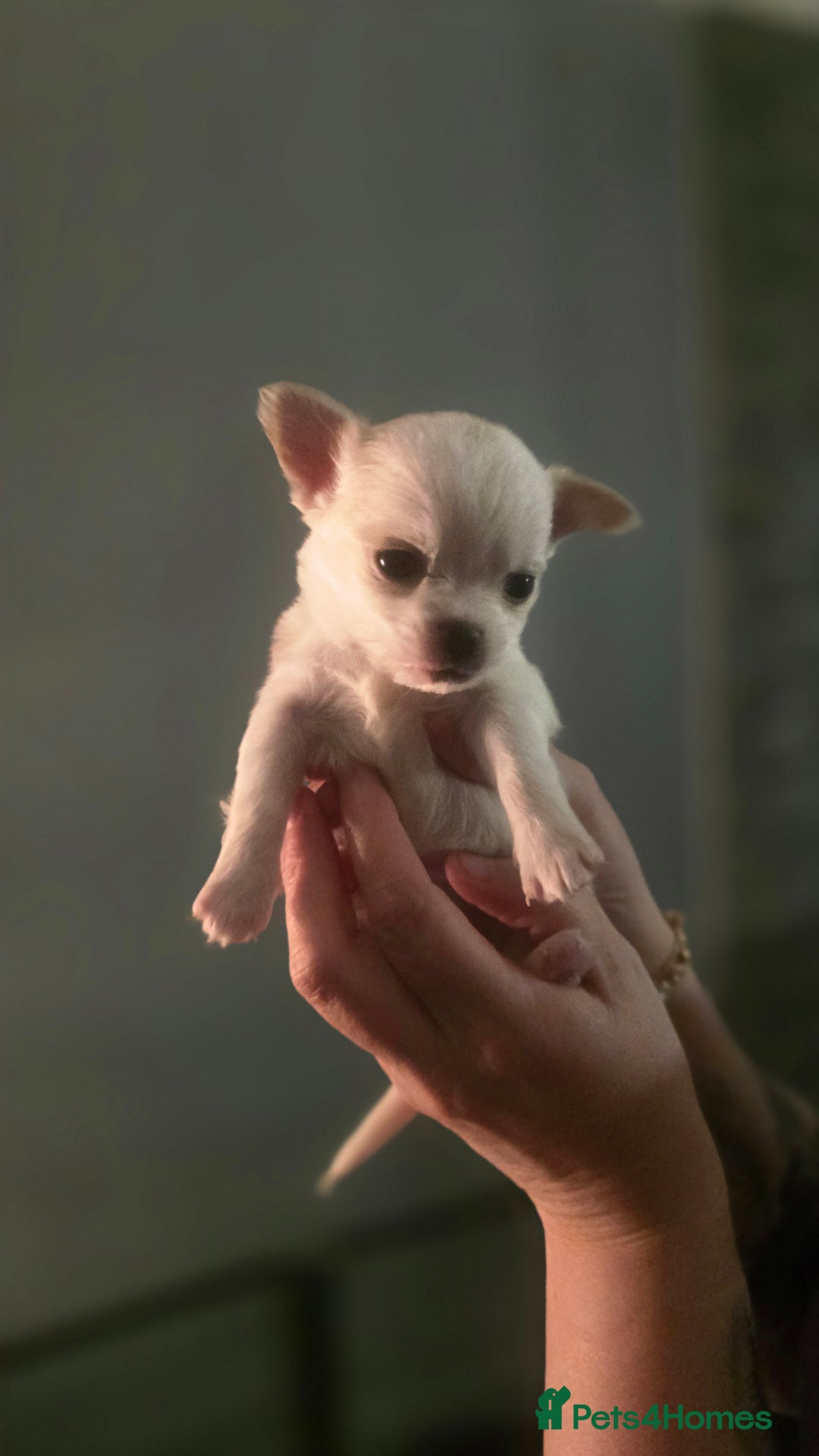 Chihuahua dogs for sale:  **  chihuahuas  - Advert 6