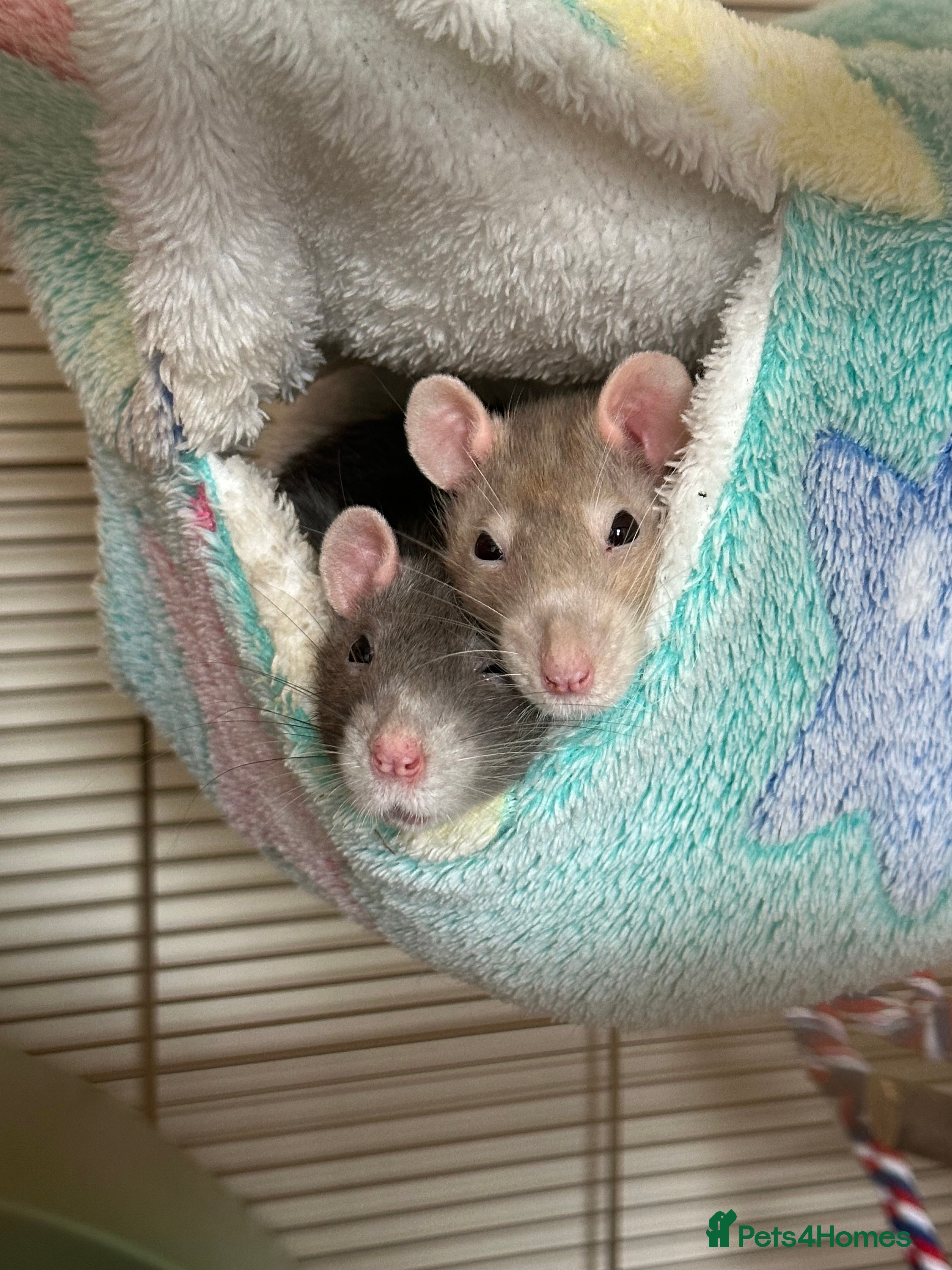 Rat rodents Three female rats looking for home. - Advert 1
