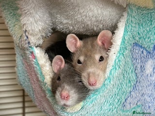 Rat rodents Three female rats looking for home. - Advert 4