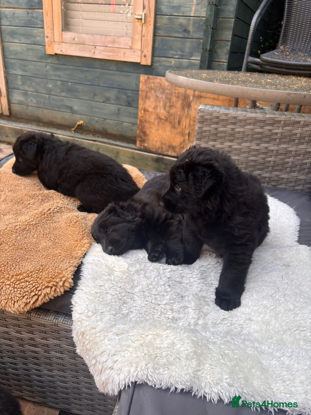 German Shepherd dogs for sale: German shepherd - Advert 1