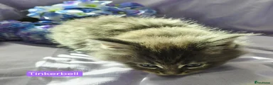 Tinkerbell