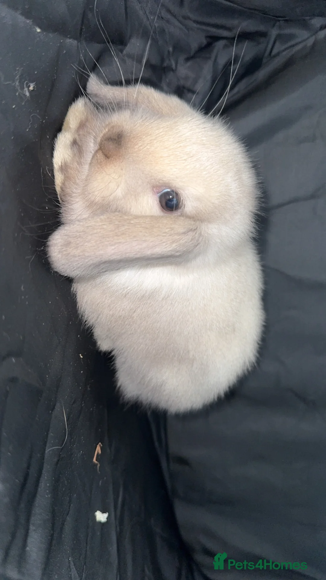 Mini Lop rabbits for sale: 3 mini lop bunnies for sale in Bedford - Advert 2