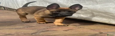 Belgian Shepherd Dog Puppy 5
