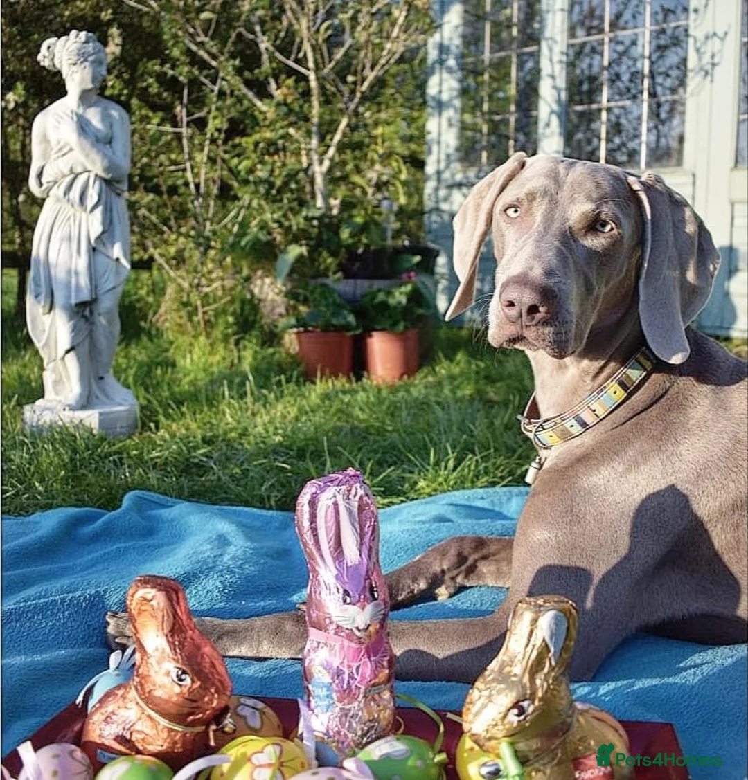 Weimaraner dogs for stud: 🔥super stud🔥Hipscored🔥KC reg in Woodbridge - Advert 27