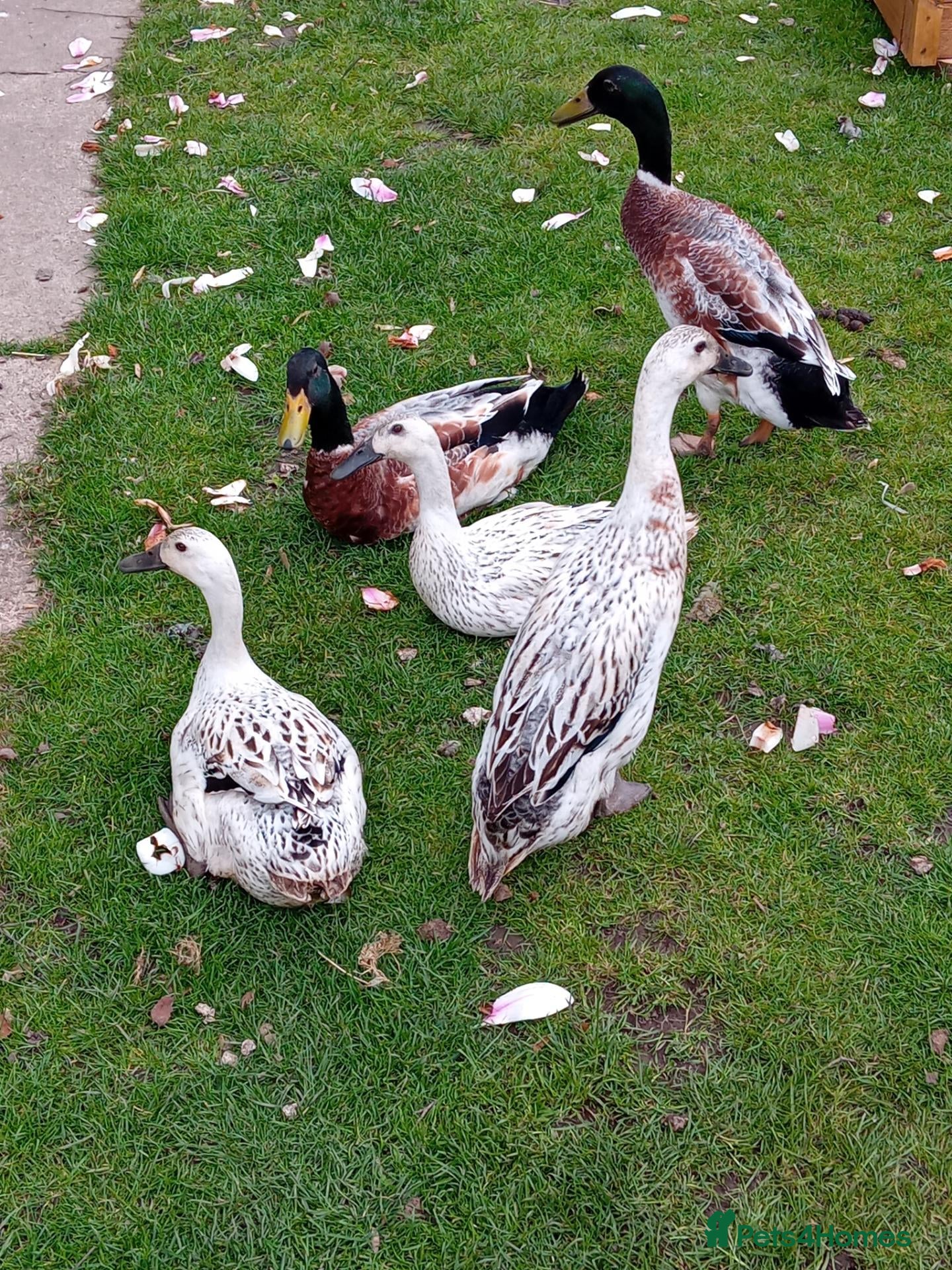 Ducks poultry Pure Silver Indian Runner Ducks available for Sale - Advert 1