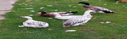 Ducks poultry for sale: Pure Silver Indian Runner Ducks available for Sale - Advert 1