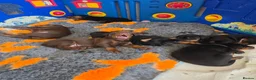 Dobermann dogs for sale: Pedigree Chunky Doberman Puppies - Advert 16