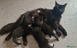Mixed Breed cats for sale: 2 Beautiful Black & White Kittens - Image 13