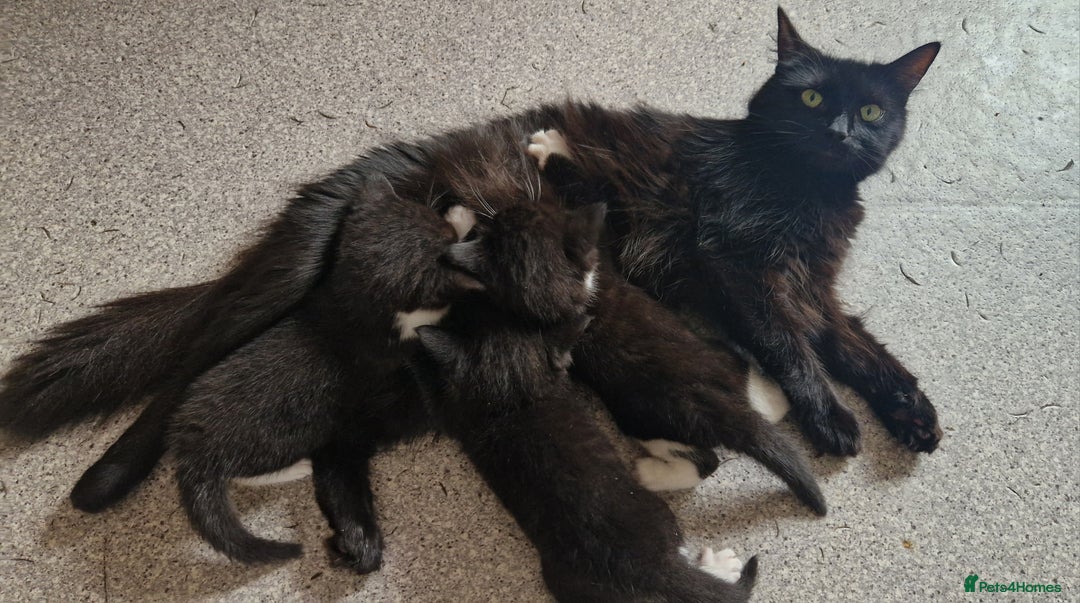 Mixed Breed cats for sale: 2 Beautiful Black & White Kittens - Image 13
