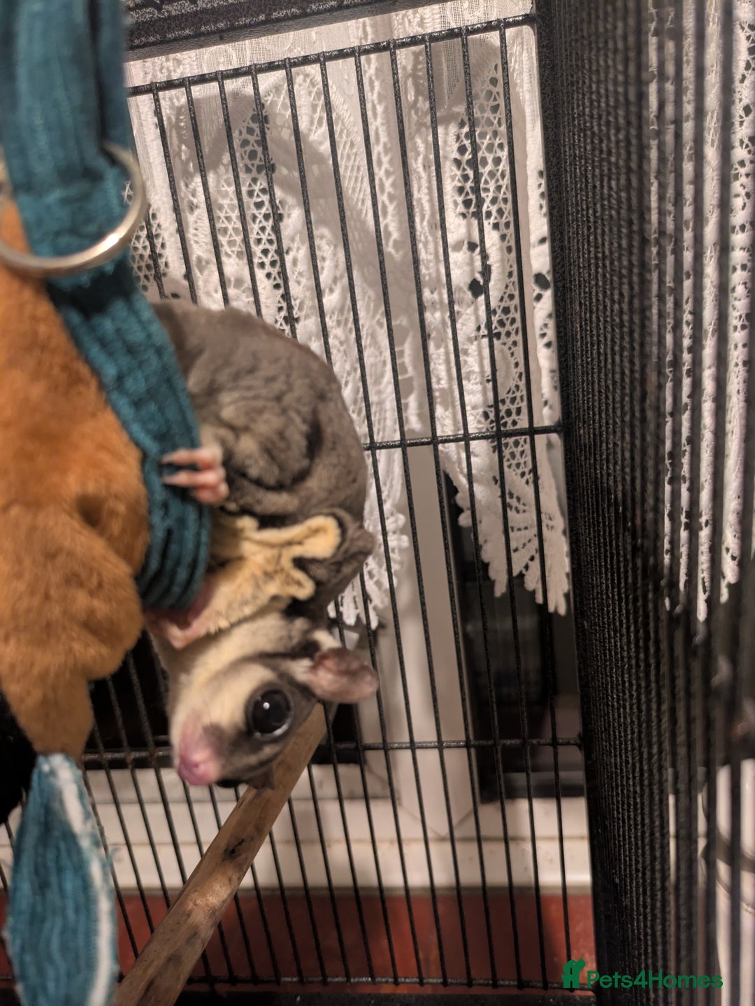 Sugar Glider rodents for sale: 3 beautiful sugergliders with full set up - Image 3
