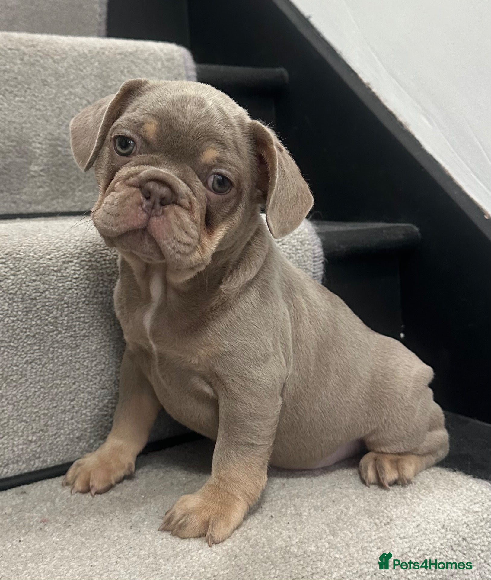 French Bulldog dogs Ready now 2 stunning french bulldog boys left - Advert 21