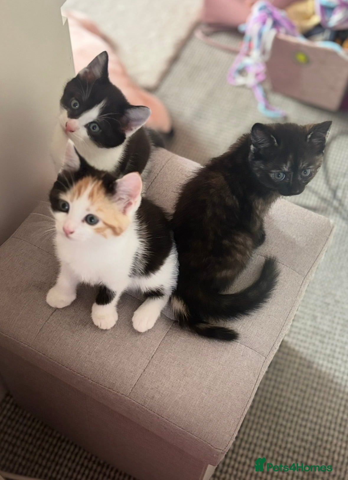 Mixed Breed cats Cute cuddly kittens for sale 8 weeks old - Advert 3
