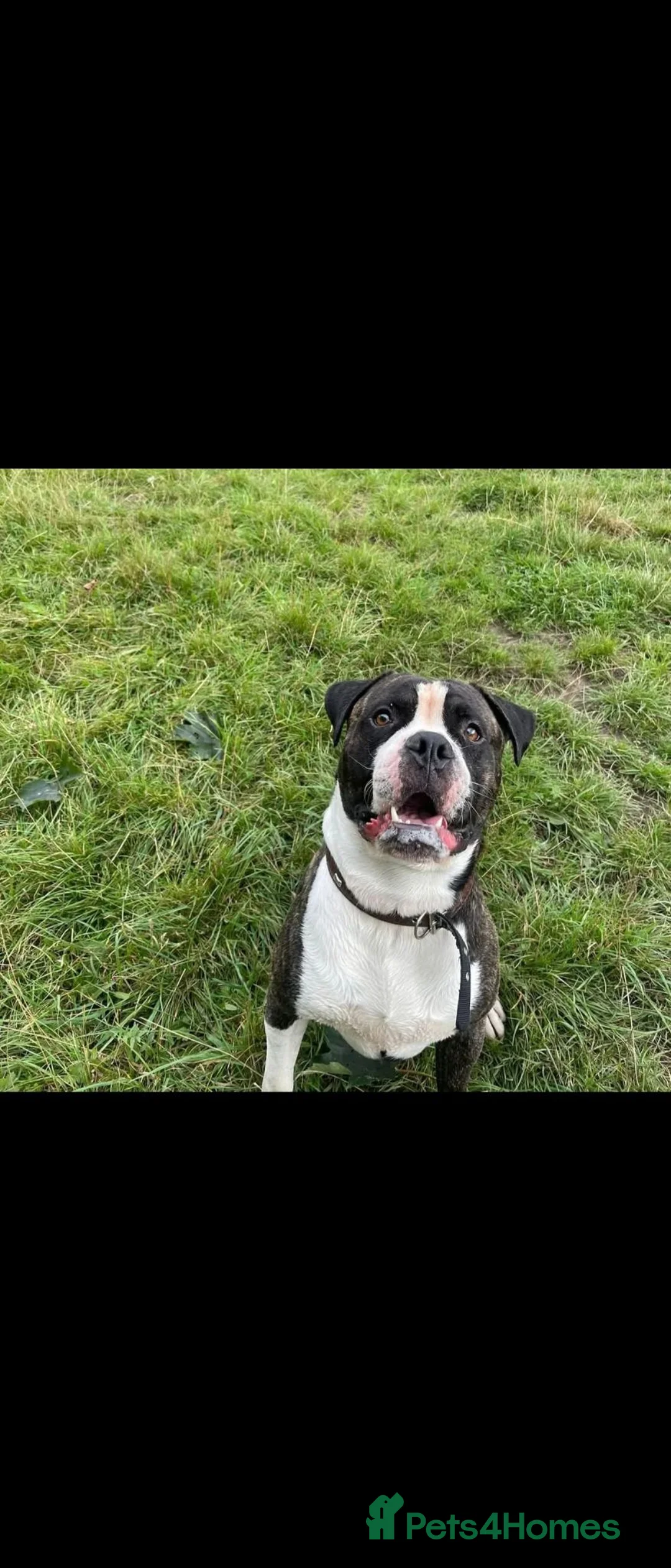 Mixed Breed dogs for sale: MURPHY  - Advert 1