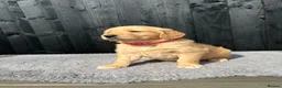 Golden Retriever dogs for sale: Kc extensively health tested boys and girls  - Advert 2