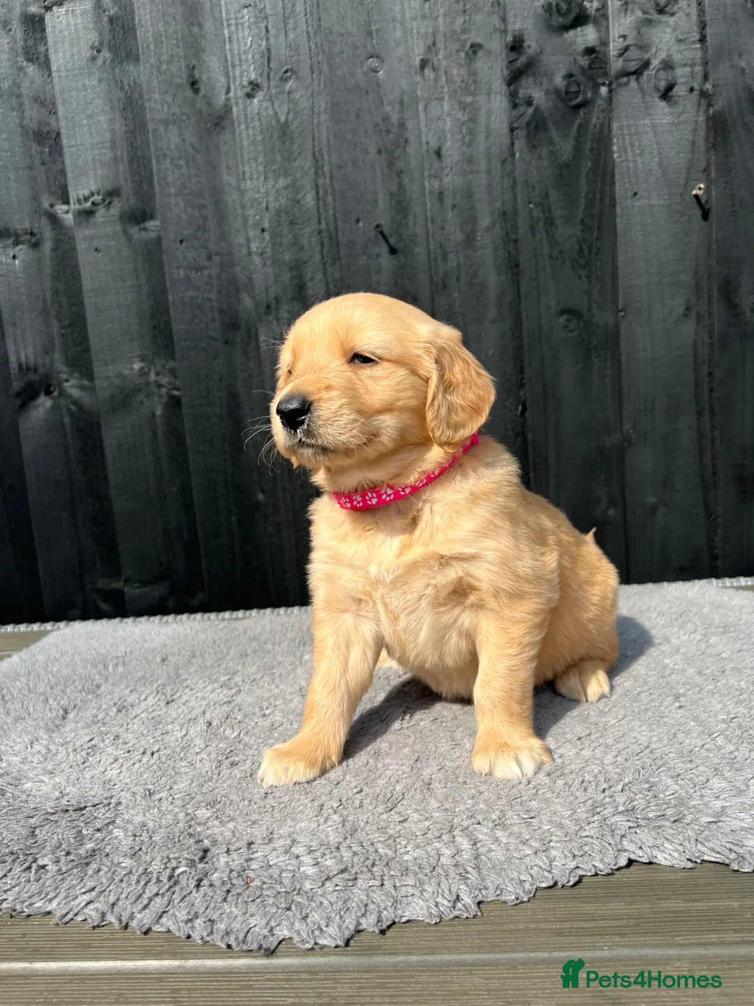 Golden Retriever dogs for sale: Kc extensively health tested boys and girls  - Advert 2