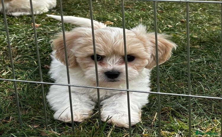 Cavachon dogs - Advert 1