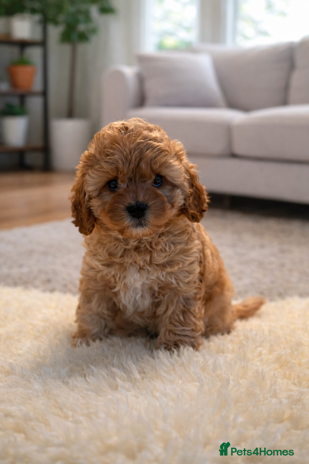 Cavapoochon dogs cavapooshon babies  - Advert 1