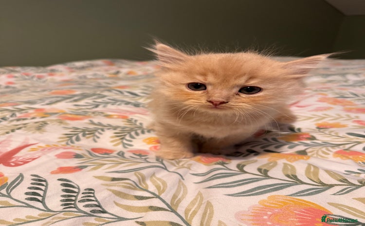 Mixed Breed cats - Advert 4
