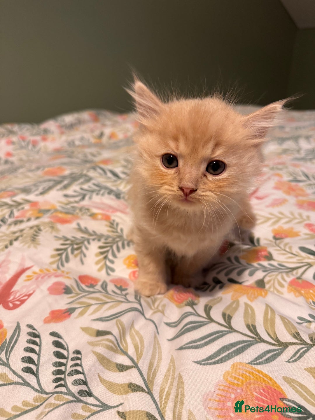 Mixed Breed cats for sale: Ragdoll X Russian Blue X - Image 1