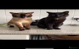Maine Coon cats for sale: Free 2 year old Main coon crosses - Image 2