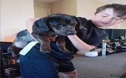 Dachshund dogs for sale: 2 dogs for sale  - Image 4