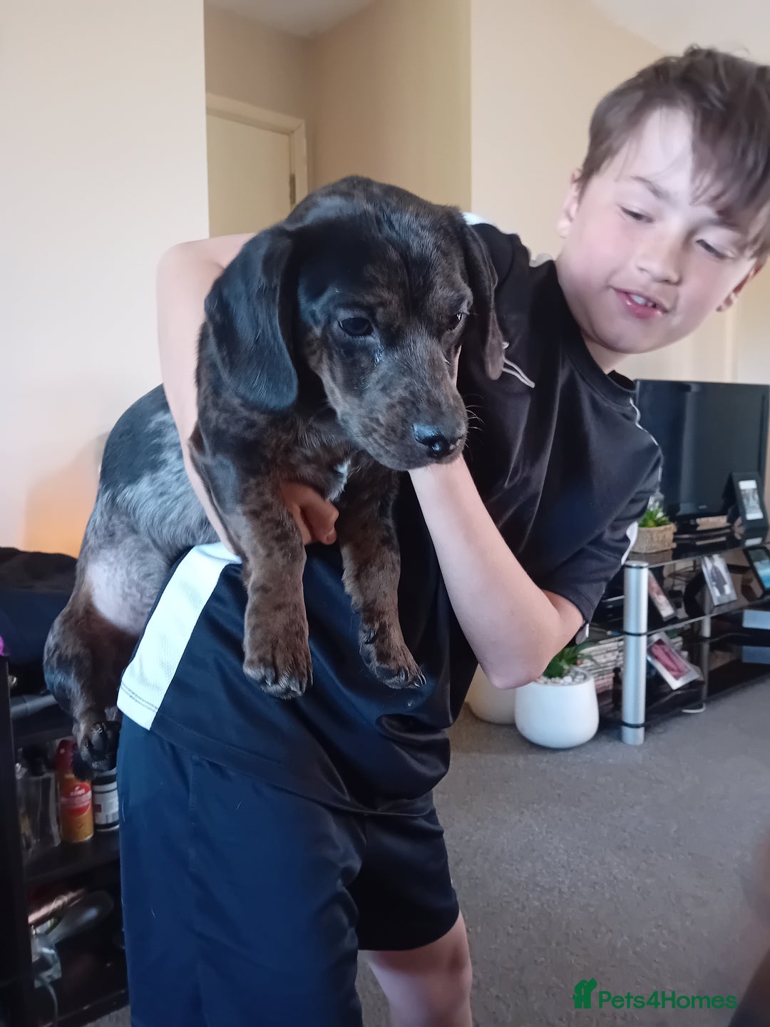 Dachshund dogs for sale: 2 dogs for sale  - Image 4