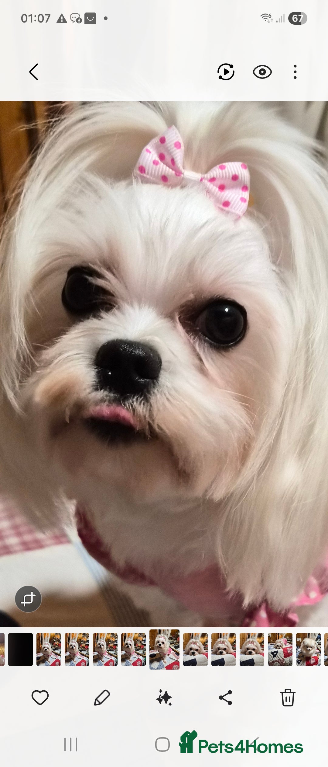 Maltese dogs 💝Maltese little girl💝 - Advert 14