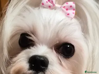 Maltese dogs 💝Maltese little girl💝 - Advert 14
