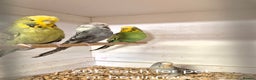 Budgerigars birds for sale: Budgies Birds by pre-order, exclusive birds - Advert 6