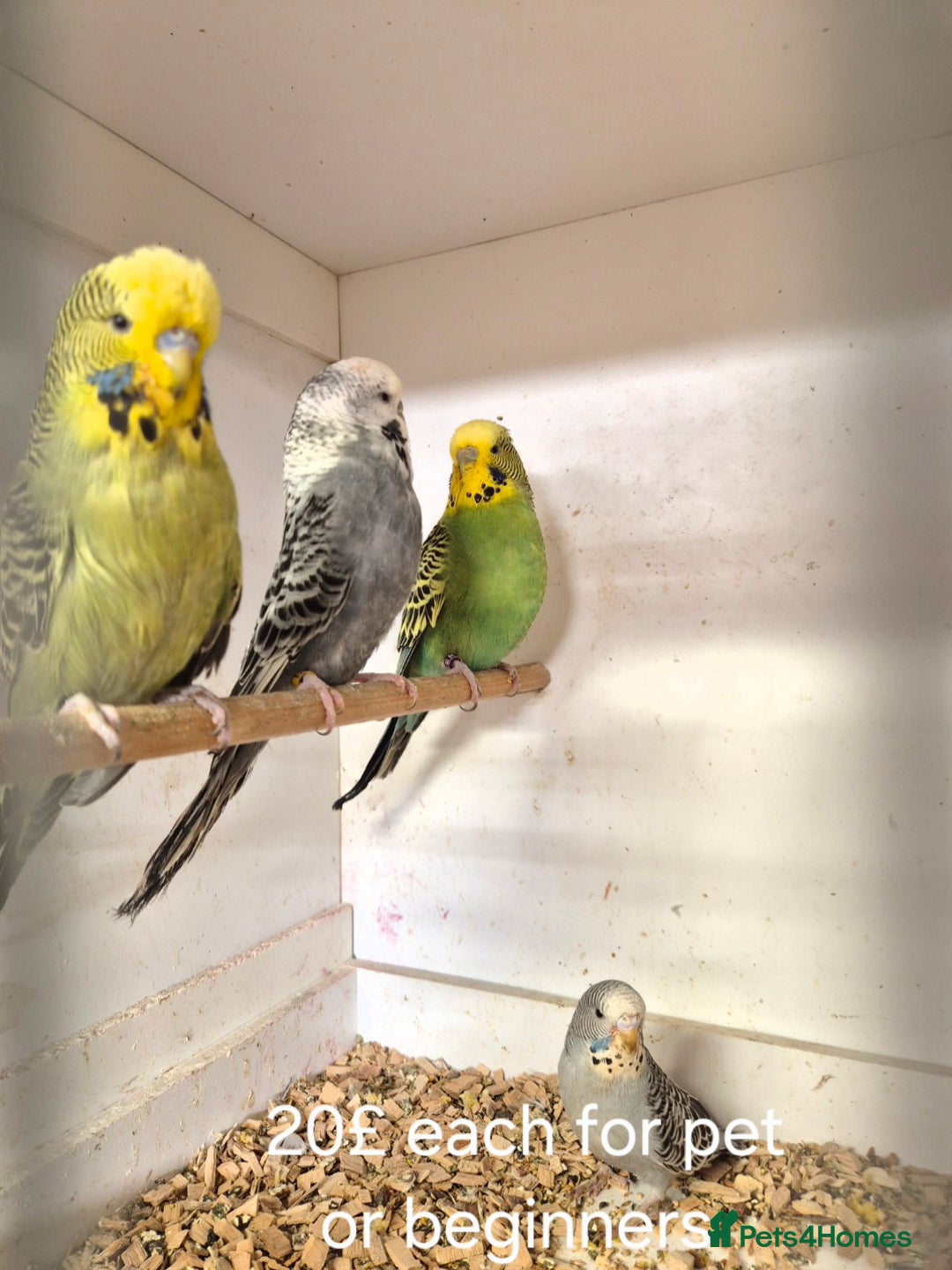 Budgerigars birds for sale: Budgies Birds by pre-order, exclusive birds - Advert 6