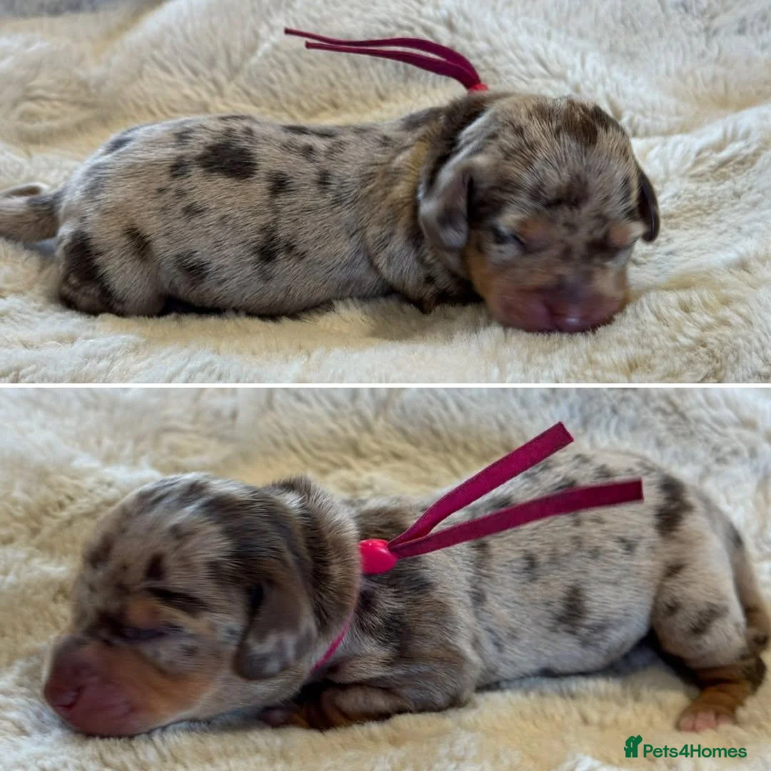 Miniature Dachshund dogs for sale: KC Reg Smooth Haired Miniature Dachshund Puppies - Advert 15