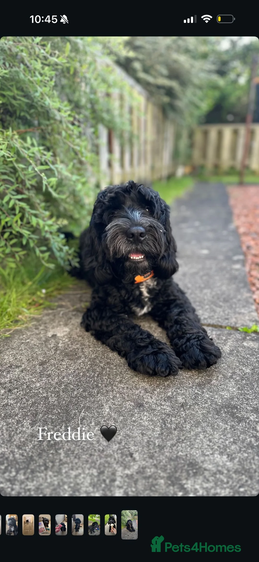 Cockapoo dogs for sale: Male cockapoo looking for a forever home - Advert 1