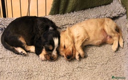 Cocker Spaniel dogs for sale: KC registered Cocker Spaniel puppies - Image 16