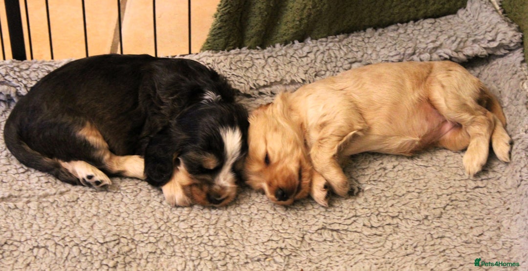 Cocker Spaniel dogs for sale: KC registered Cocker Spaniel puppies - Image 16