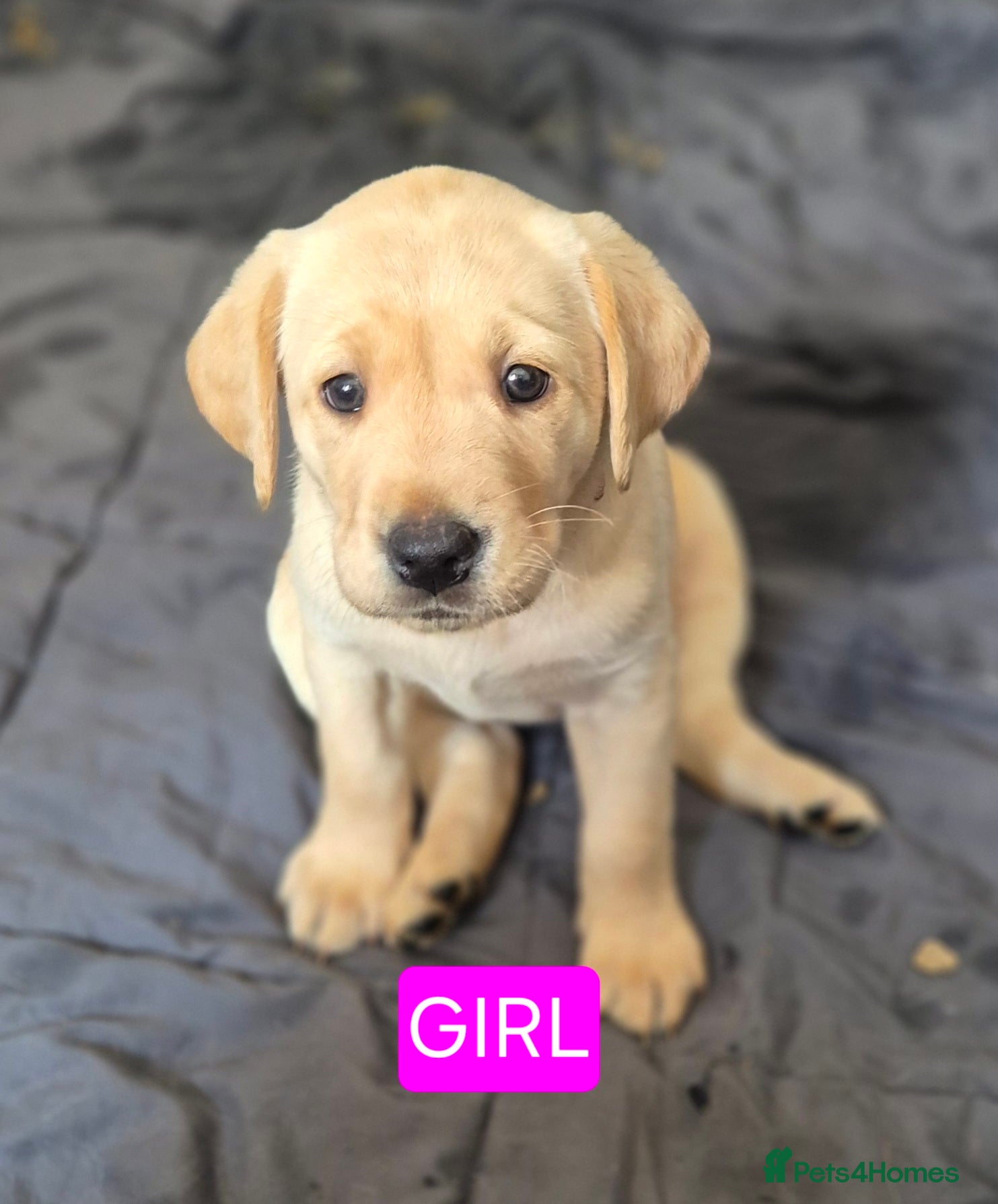 Labrador Retriever dogs Pedigree fox red labrador puppies FTC bloodlines. - Advert 2