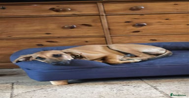 Mixed Breed dogs - Advert 2