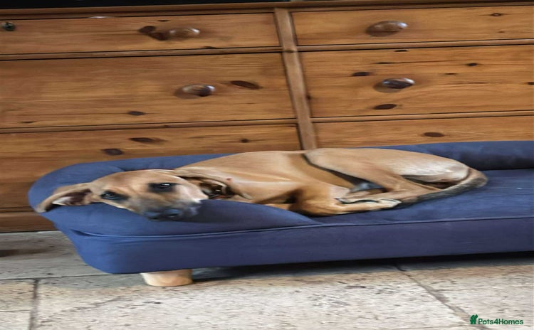 Mixed Breed dogs - Advert 3
